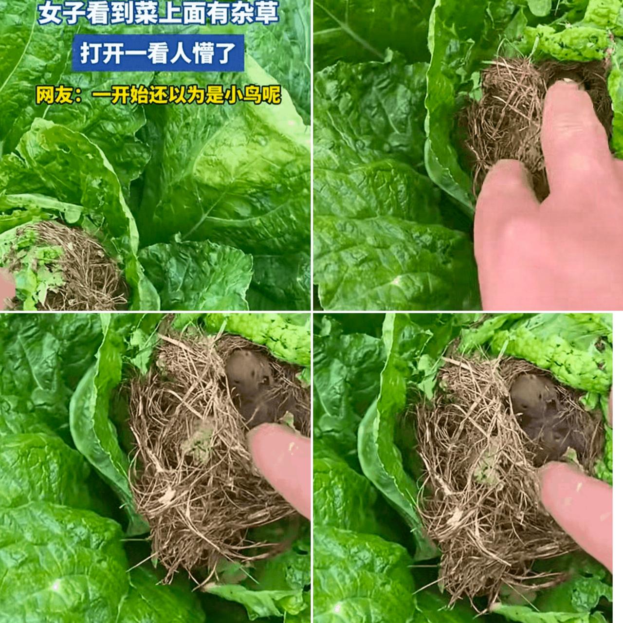 谁能想到摘颗白菜还能拆出“惊喜”，云南一位大姐去地里收白菜，看见一颗菜上堆着堆干