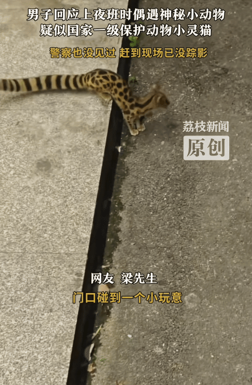 这是什么动物？湖南衡阳，男子上夜班偶遇神秘小动物。他拍下来发到平台火了，有网友说