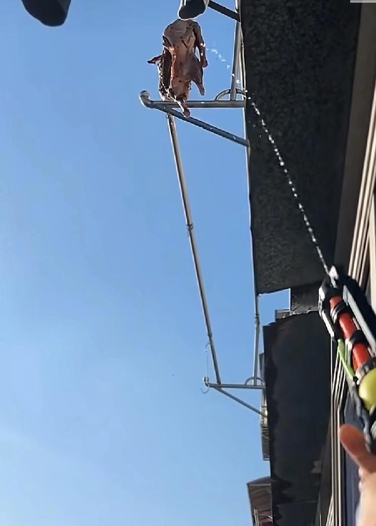 如果碰到楼上的邻居在你家楼上晾晒鸭子，你会怎么办？今天这位网友就给大家好好的示