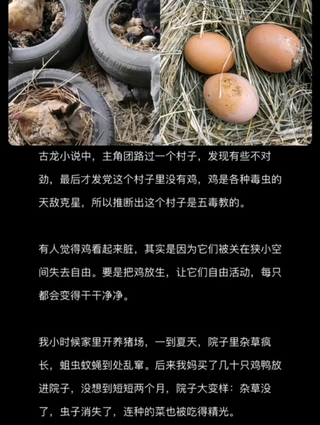 鸡很脏，为什么鸡窝里没有蟑螂之类的虫子