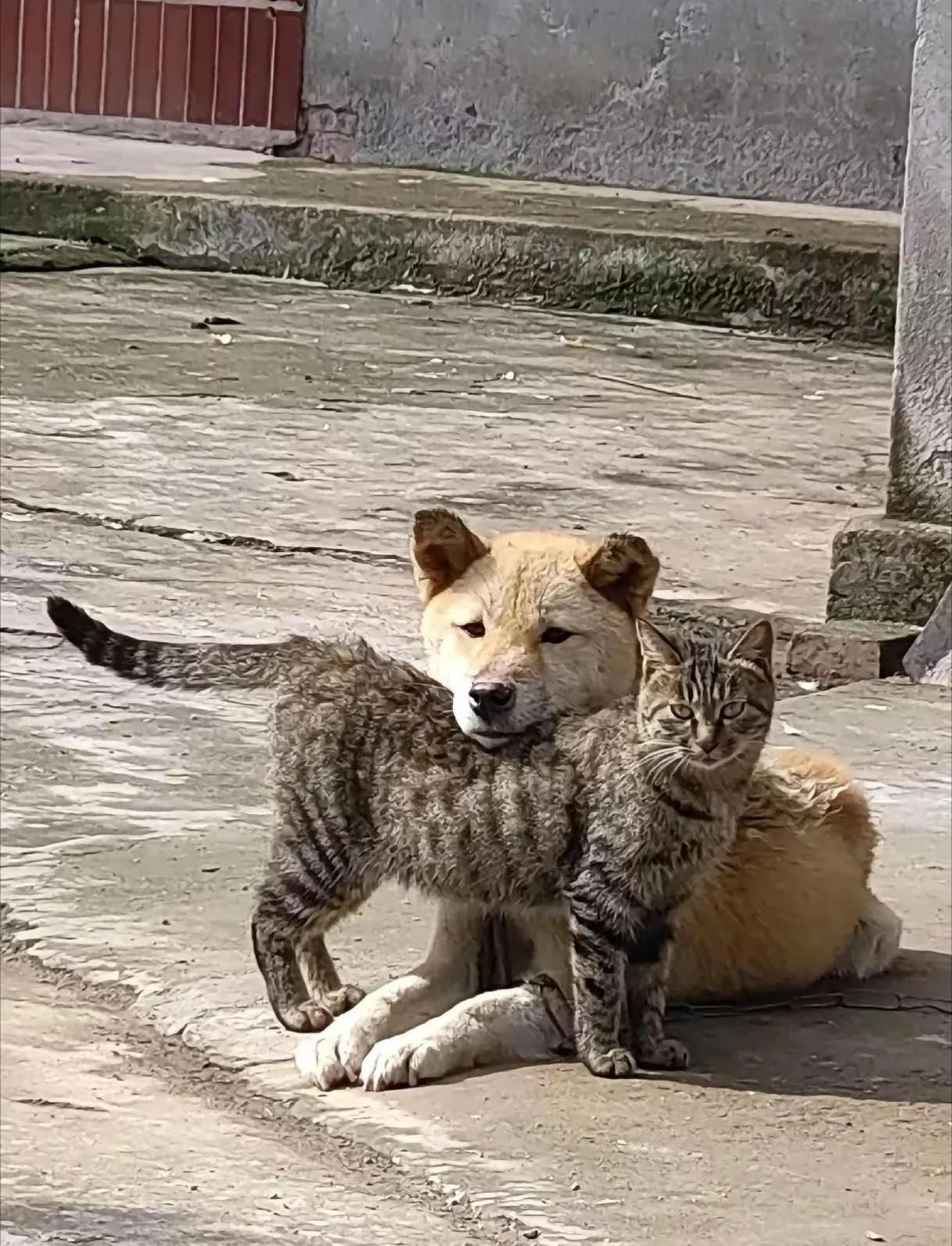 马路上经常能看到猫的尸体，却很少见到狗的。这真不是猫运气不好，也不是猫比狗笨。