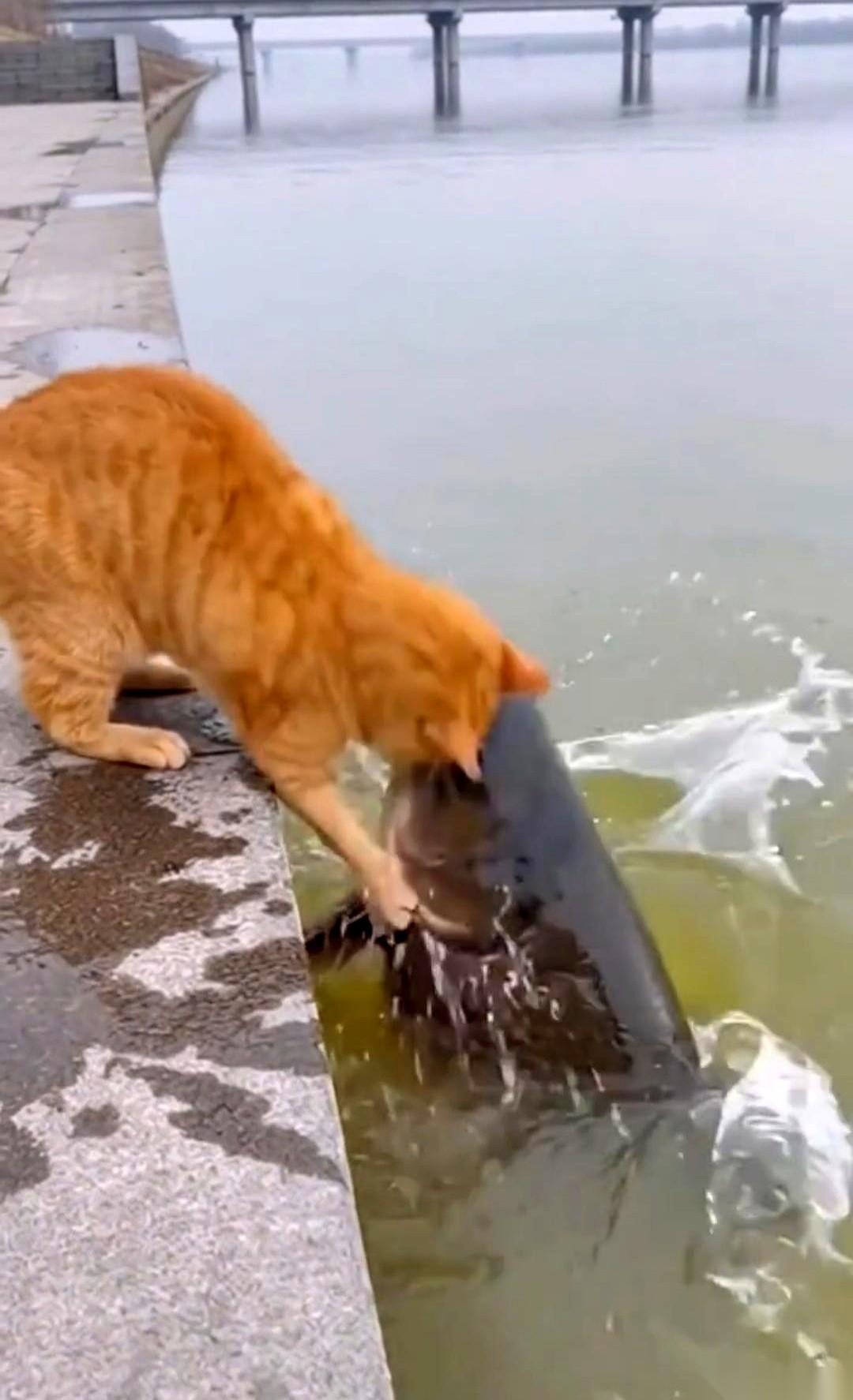 直接被拽下水的那一刻，我猜它脑子是懵的。本来只想搞顿饭，解决一下温饱问题。谁