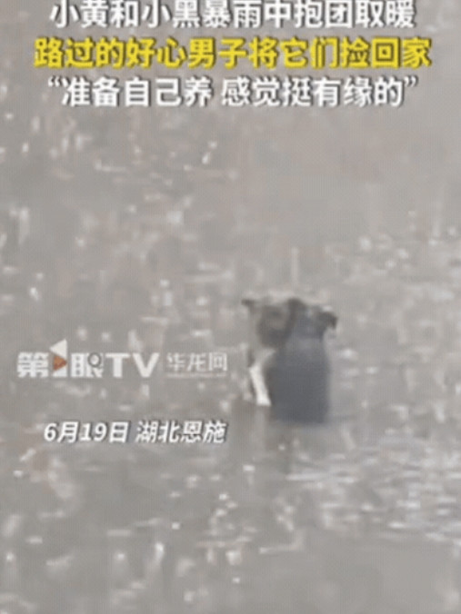 先生大义！6月20日，湖北恩施，男子开车回家时，突降暴雨！刚开了1分钟，就发现路