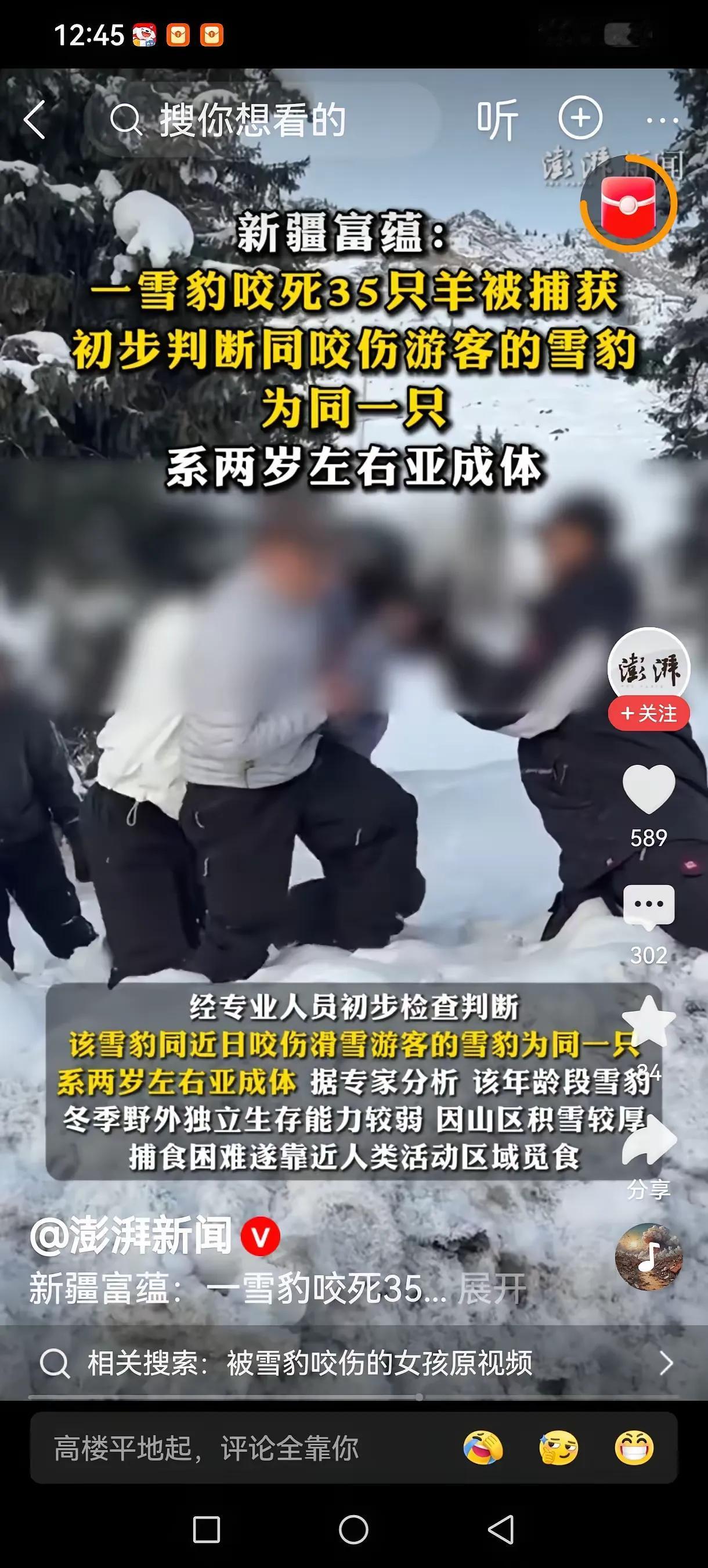 幼年雪豹频频下山闯入人类生活区的新闻也太让人揪心了！一开始大家都以为是雪豹饿坏了