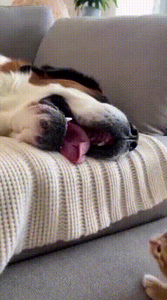 😂救命！这小猫咪怕是把“猫窝”的定义玩出了新高度！刷到这个视频我全程攥紧拳头，