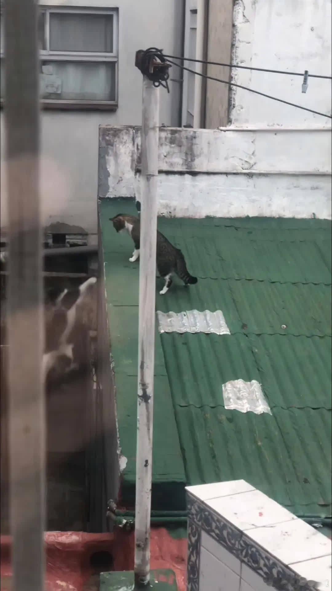 猫界版隐秘的角落😦萌宠宠物