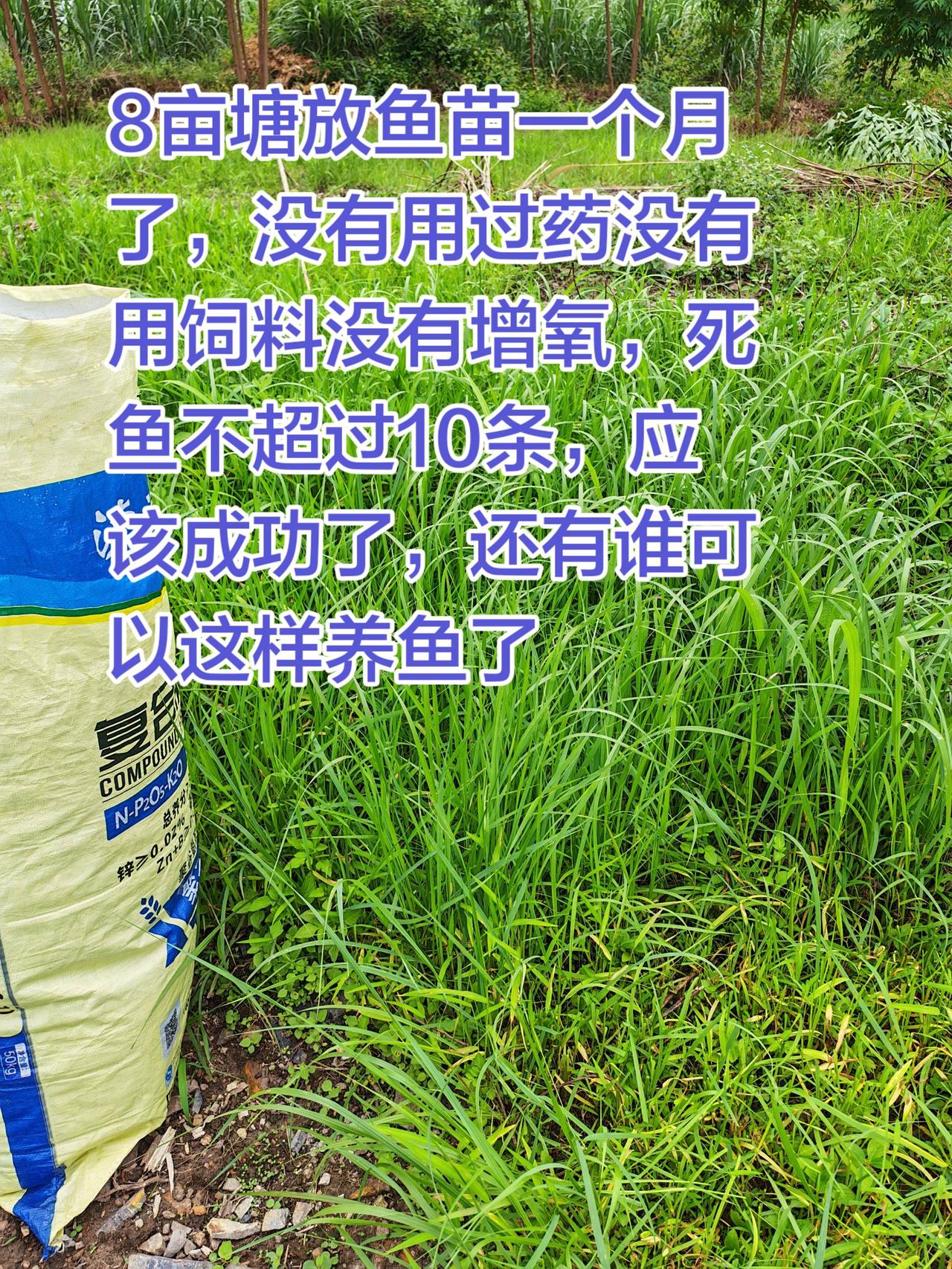 这样养鱼是不是要成功了。养鱼日记养鱼农村生活