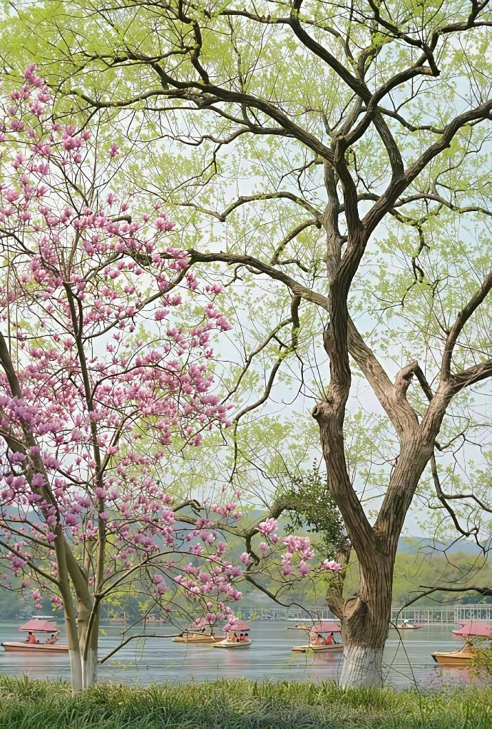 现在的杭州西湖美的让人惊艳，让人动容，如诗如画。这样的西湖能不能吸引到你？西湖