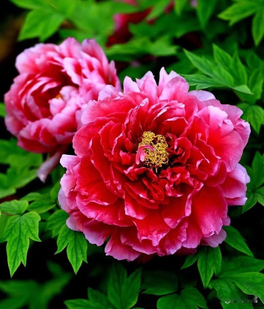 最美好的一次旅行是去洛阳欣赏牡丹花，唯有牡丹真国色，花开时节动京城，何人不爱牡丹