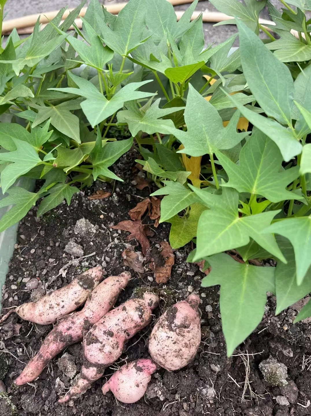 在家体验沉浸式挖红薯