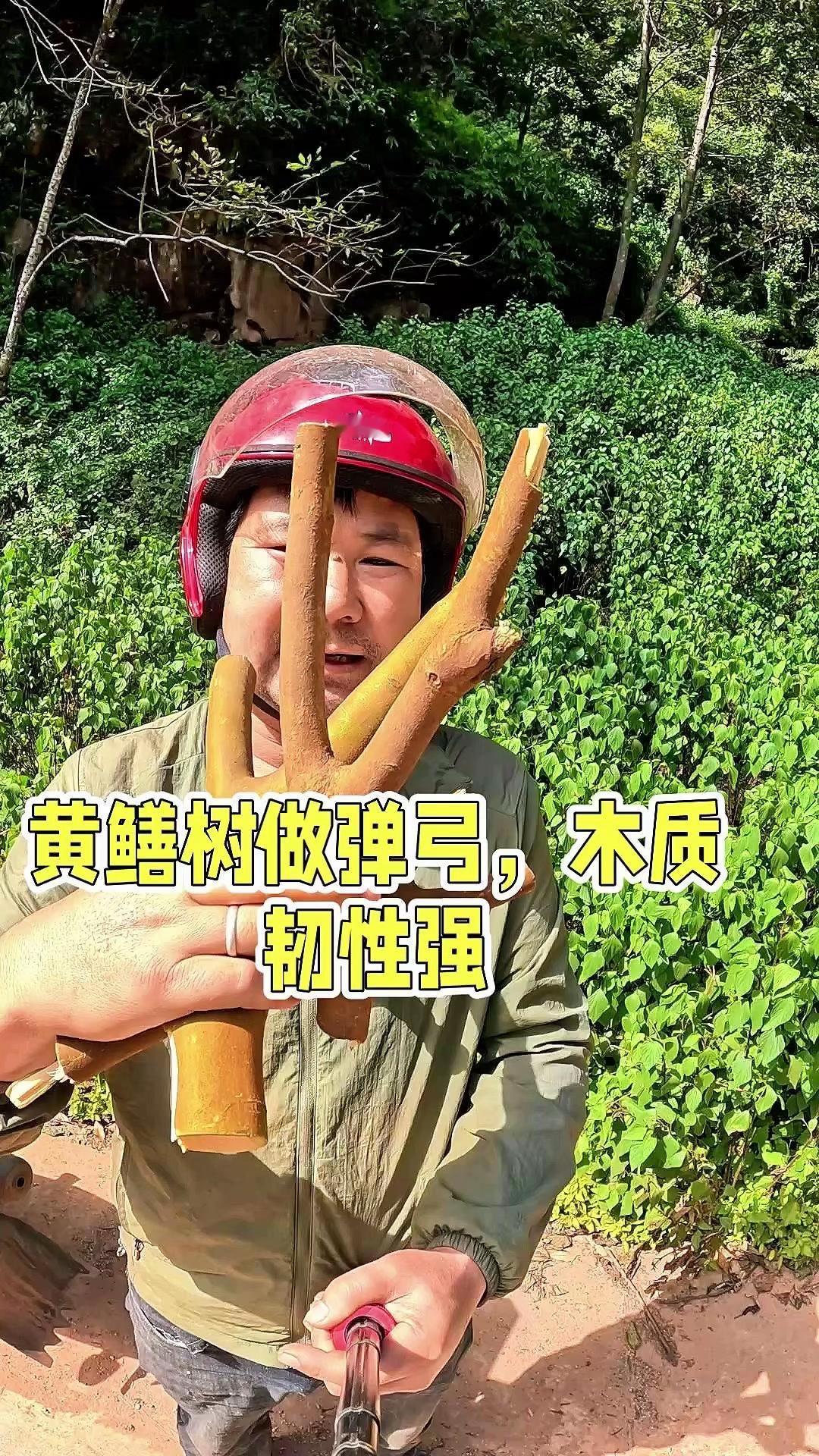 🌿在村里找弹弓材料，发现这种叫黄鳝树的树木特别合适。它的树干像黄鳝肚皮，叶子像