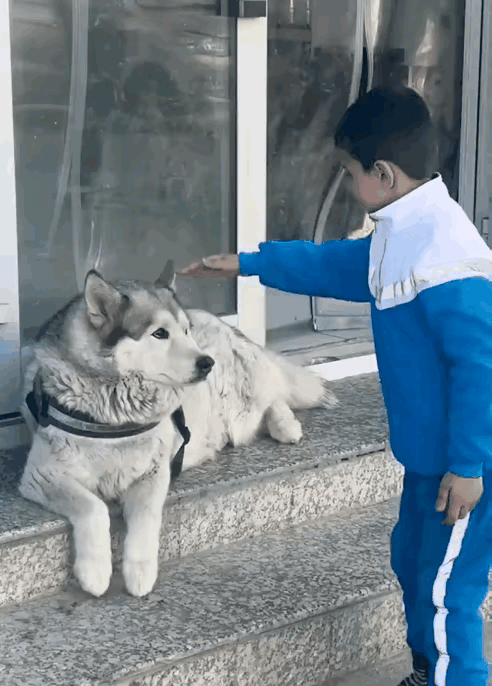 对于不熟悉的狗，千万不要去亲近，弄不好的话，是容易受伤的，过去老人就常说，狗是酸