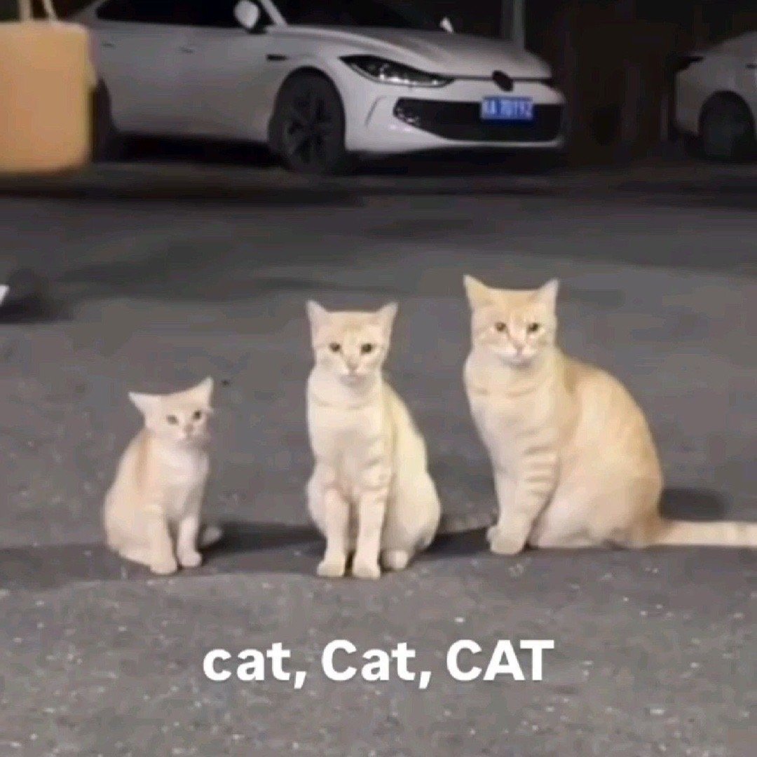 教你如何用英文正确表达【猫】：