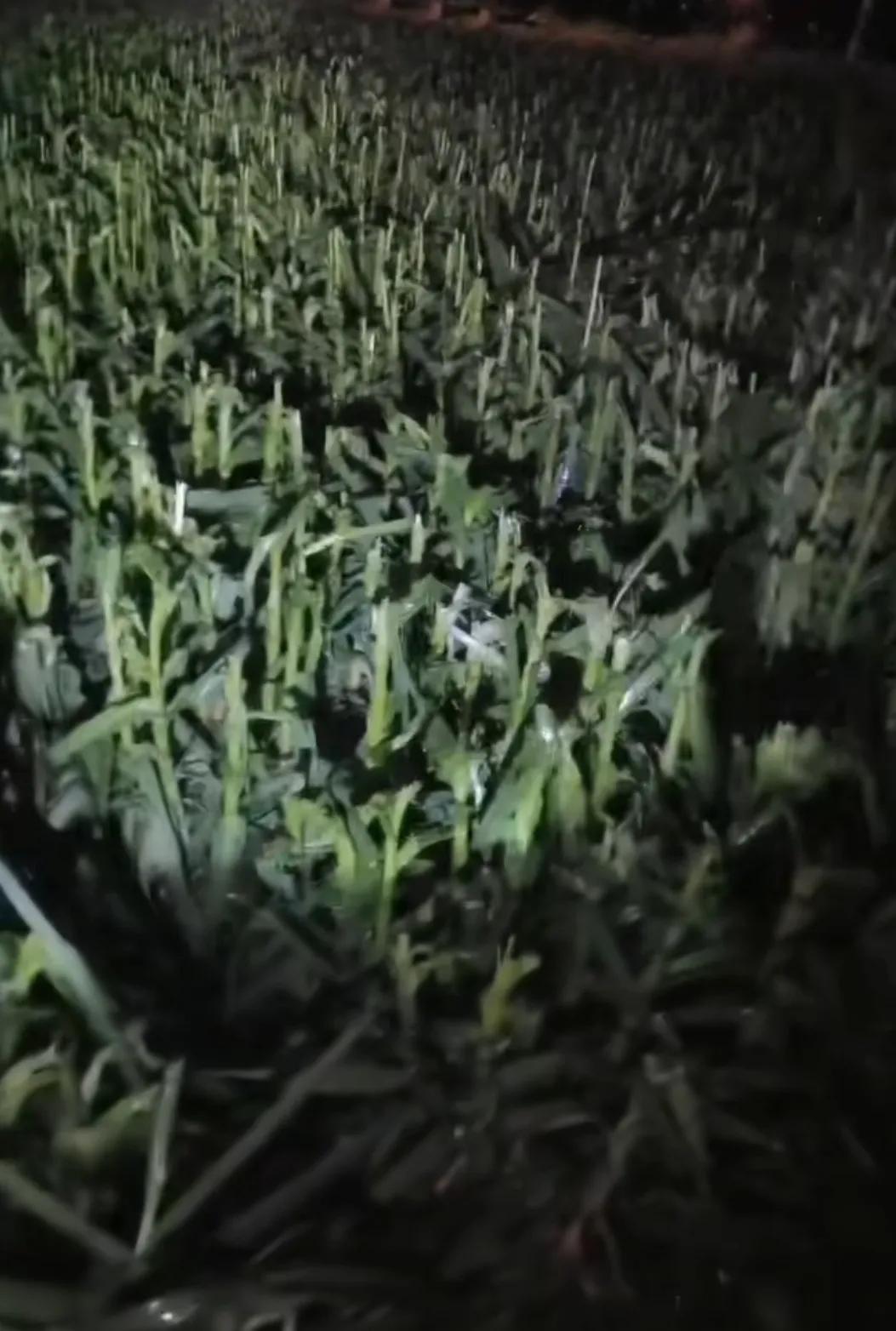 一觉醒来，蒜农遭了天灾，损失惨重！昨夜一阵极端天气，天降冰雹，地里还没来得及收