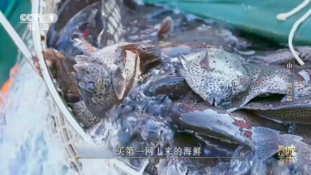 一张饺子皮就能包下一个大海烟台美食氛围感拉满！海鲜饺子塞满鲜甜海味，开海季满载