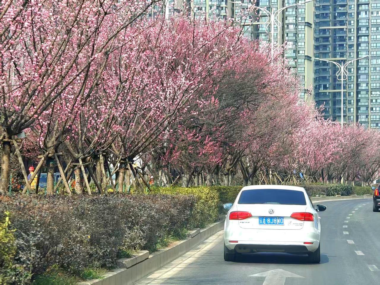 昆明的绿化真可用毫无天理来形容。龙泉路那么长一条路，中间的隔离绿化带竟全用梅花