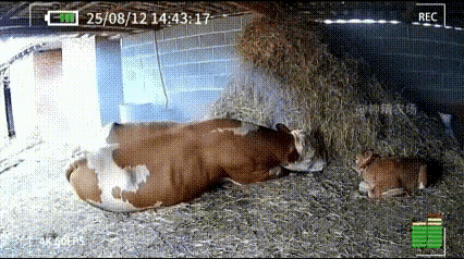 哎呦我的天呐，看完直接泪目了！辽宁大连这头母牛刚费劲生下小牛，身体虚到站不稳，主