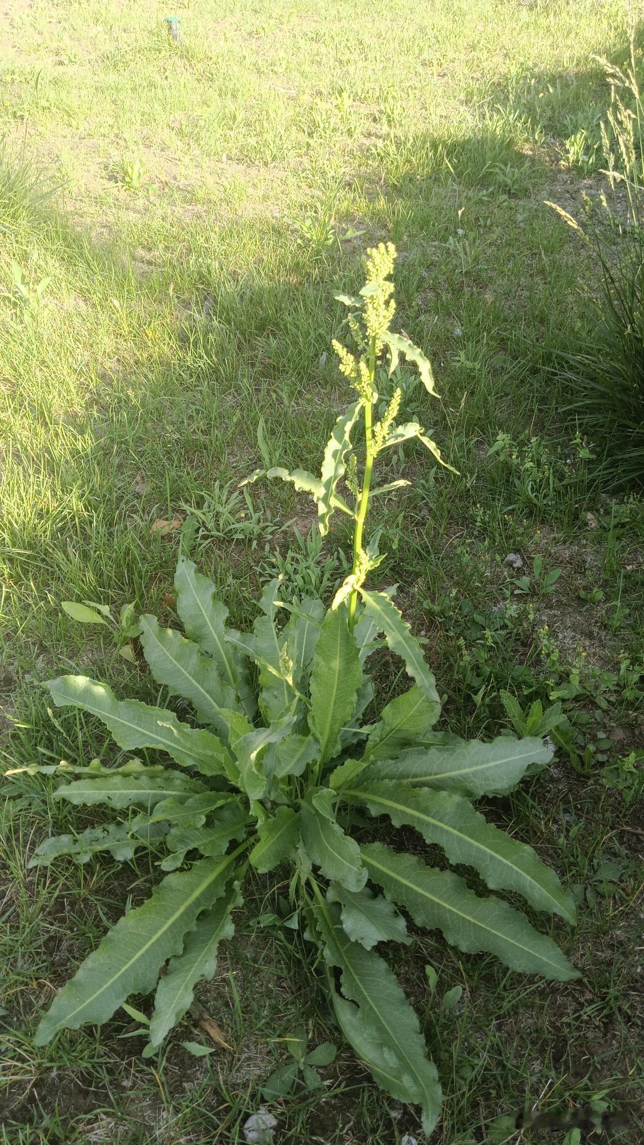 这是什么植物？