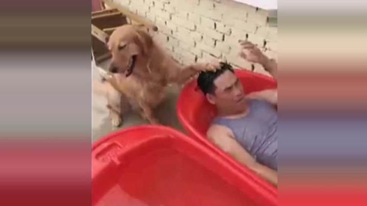 主人正在泡凉澡，金毛恶作剧一抓子摁下去，这表情实在太逗了！