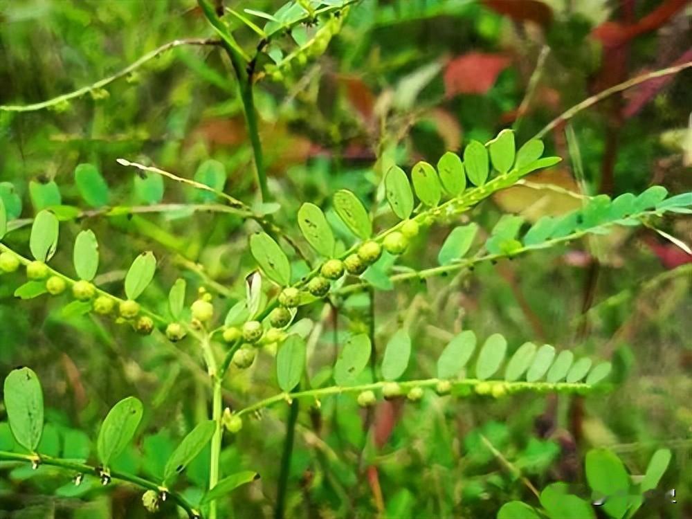 叶下珠[无奈吐舌]在路边或田埂边，你可能见过一种不起眼的草本植物，它的果实整齐地
