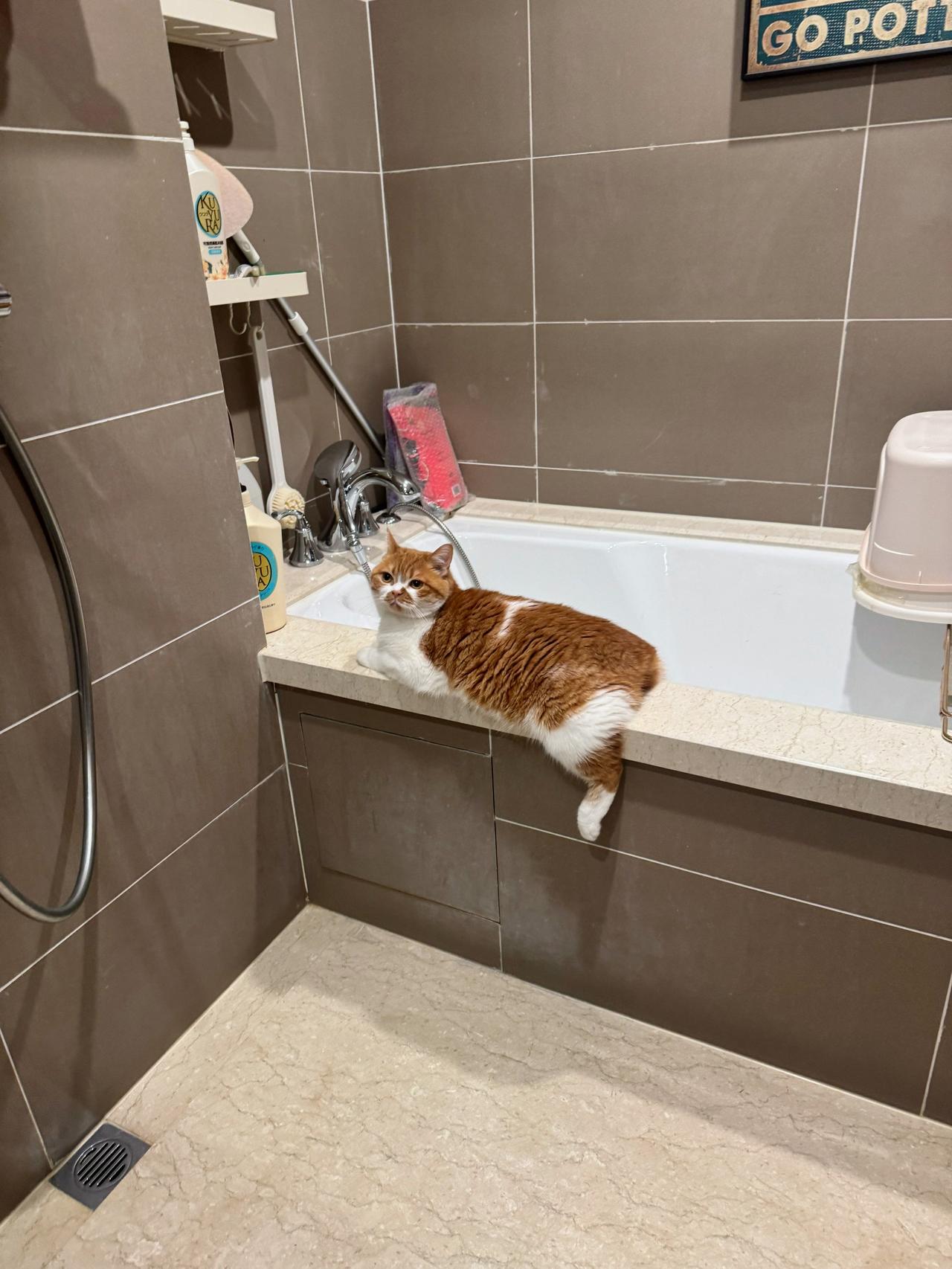 乃的胖胖小板鸭，太可爱啦