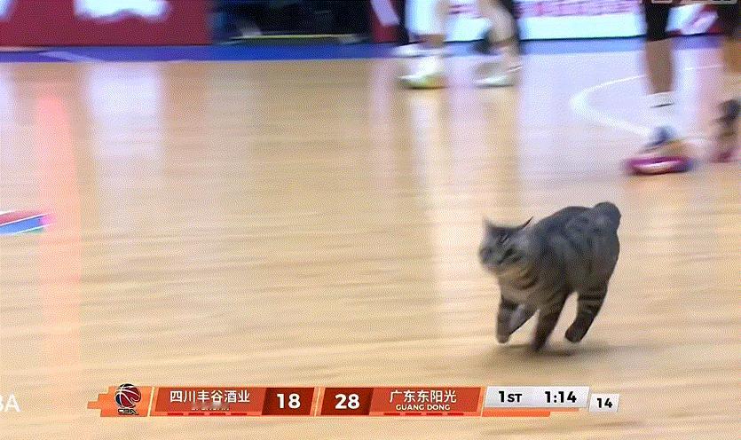 哈哈哈一只小猫咪误入球场，跑起来真可爱胖嘟嘟的四川男篮vs广东男篮