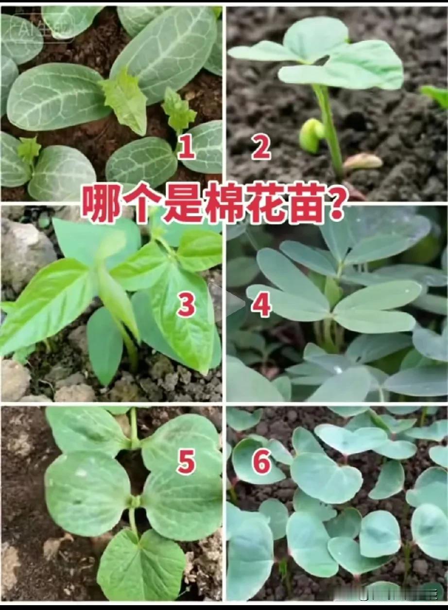 我敢保证，肯定有人分不清楚这下面6种植物。有些人动不动都要回农村发展，你们知道不