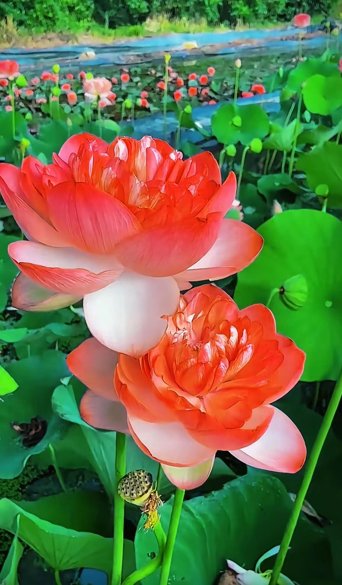 茶，不过是一片叶子遇水重生，却泡尽了人生的起起落落。沸水冲泡，是历练；慢慢