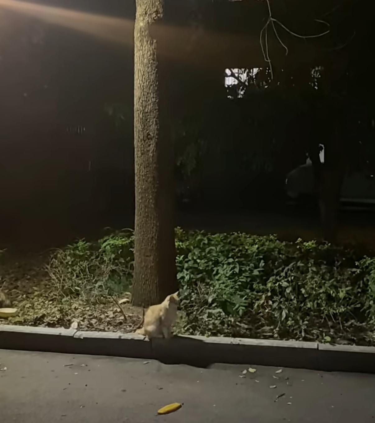 太心疼了…孩子因为意外去世，离开了这个世界。住在小区的居民看到后，将小猫咪的尸