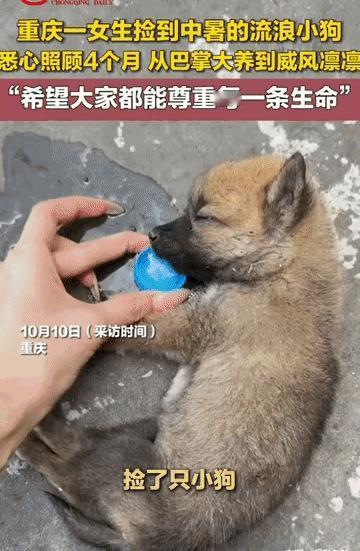 这哪是捡了只狗，这简直是跟阎王爷抢命！重庆那个火炉天，路边一只巴掌大的小黑狗就