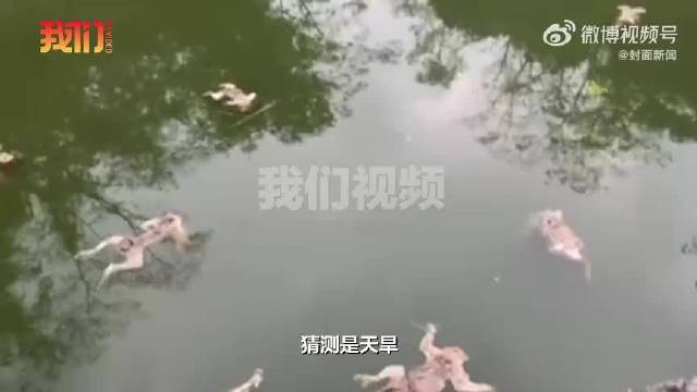 【#多只猴子疑喝水时掉进水柜淹死】