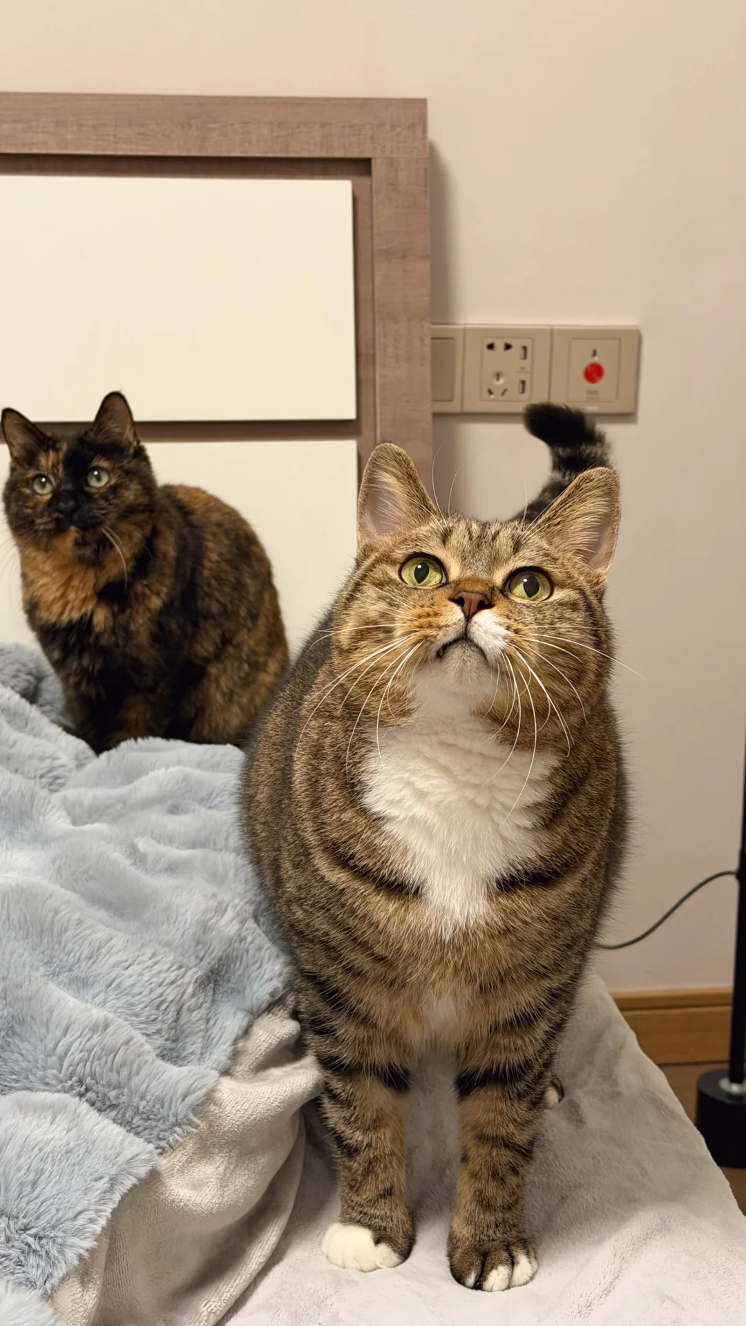 小胖墩三十和三环路成了室友