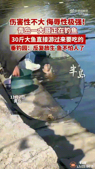 山东青岛一处垂钓园内，一名男子正在钓鱼时，突然有一条30斤重的大鱼游过来，直接冒