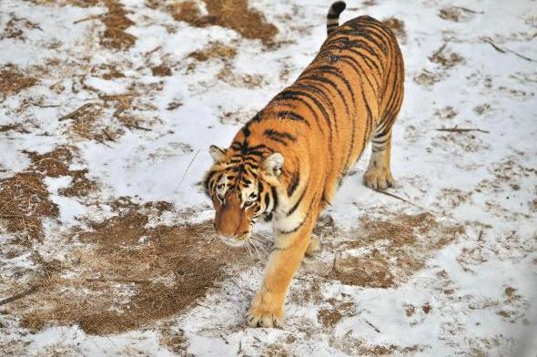 2021年，韩国引进了一头中国东北虎。结果刚到韩国动物园，就遭到了本土虎的联合攻