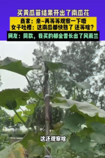 不厚道地笑了！近日，安徽女子想种点菜，就买了点黄瓜苗，不料越长越不对劲，直到开出
