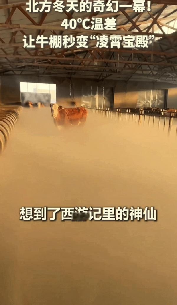 “没想到上人民日报了！”内蒙古，女子清早起来去牛棚喂牛，不料一推开门直接傻眼了，