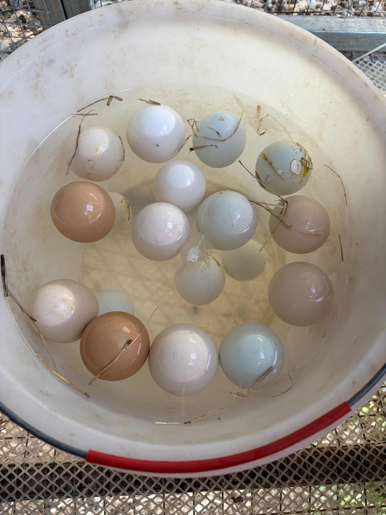 网上说沉底的蛋是坏蛋，可别信了！母鸡孵化到第18天，我给蛋踩水，发现有三枚沉底了