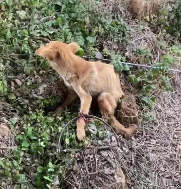 太可怜了！这天一位小哥哥和几个朋友去山里露营，结果在一个山沟里看到无比凄惨的一幕