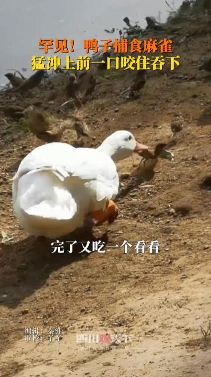 “活久见！”8月1日，内蒙古呼和浩特，一男子在河边玩耍时，突然看到一只鸭子在捕食