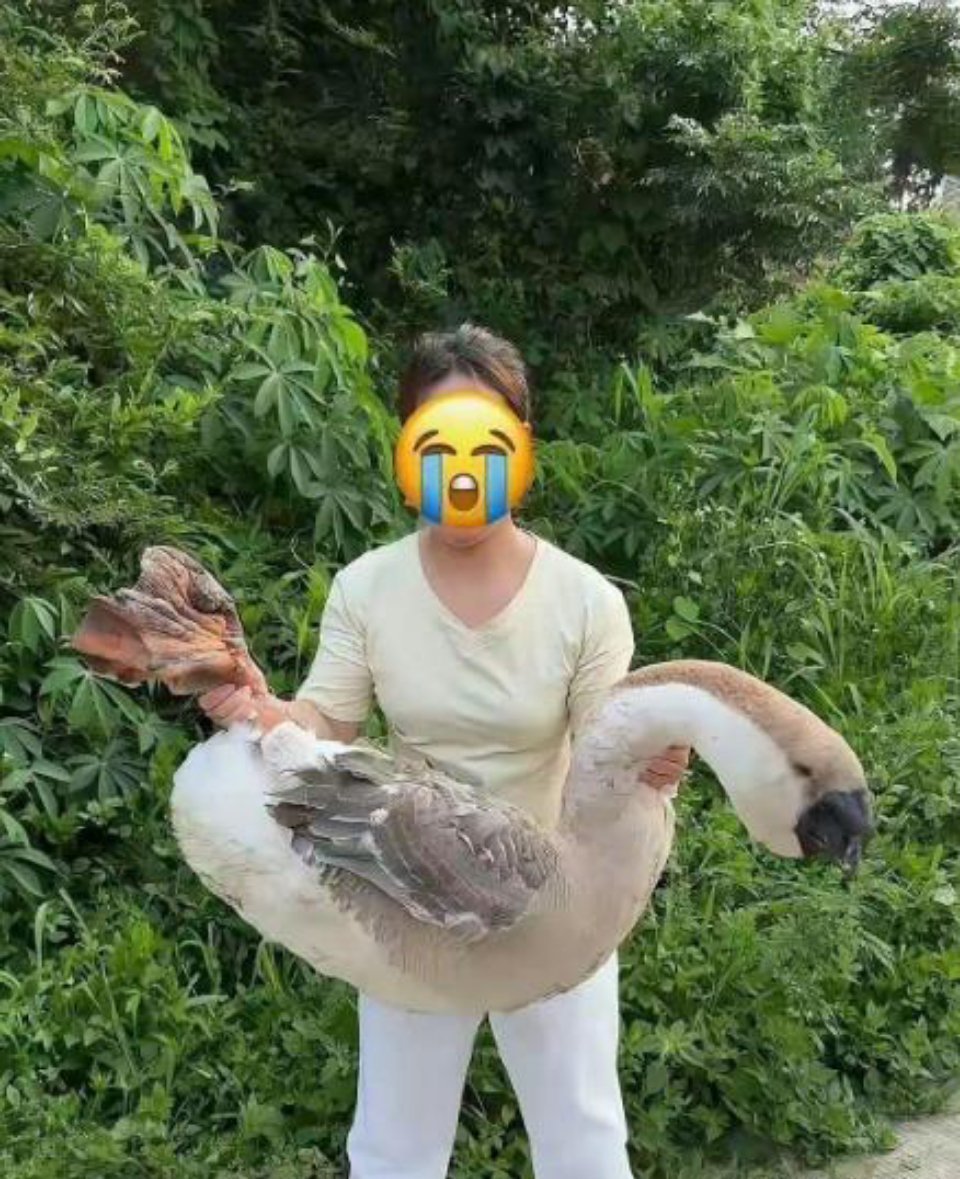 这天鹅怎么养的啊，那么大只。