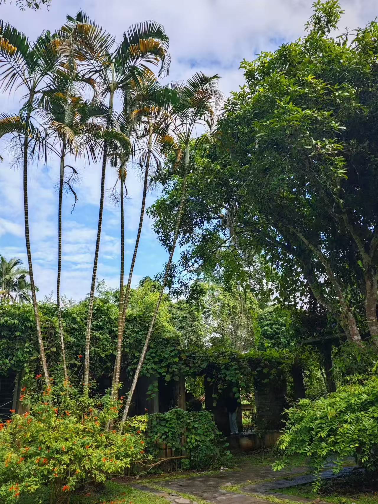 云南西双版纳旅游，热带植园游玩攻略！