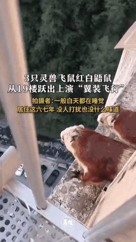 “简直太神奇了！”陕西安康，男子正在家里阳台上发呆，一低头，忽然看见窗外空调外机