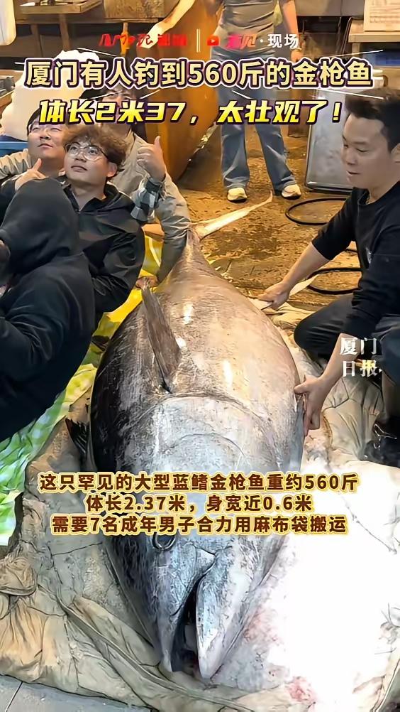 厦门男子夜钓560斤蓝鳍金枪鱼，百元每斤售出，网友直呼亏了？亏不亏？”3月