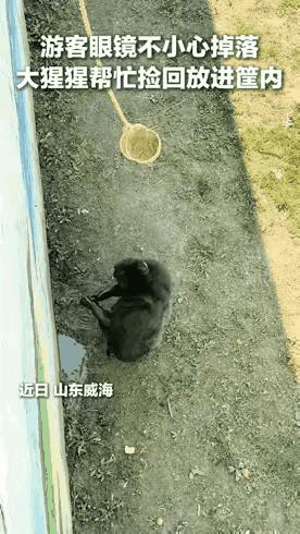 这么聪明的大猩猩，就应该放归大自然！人类那点小心思，其实它都懂[捂脸哭]人类真的