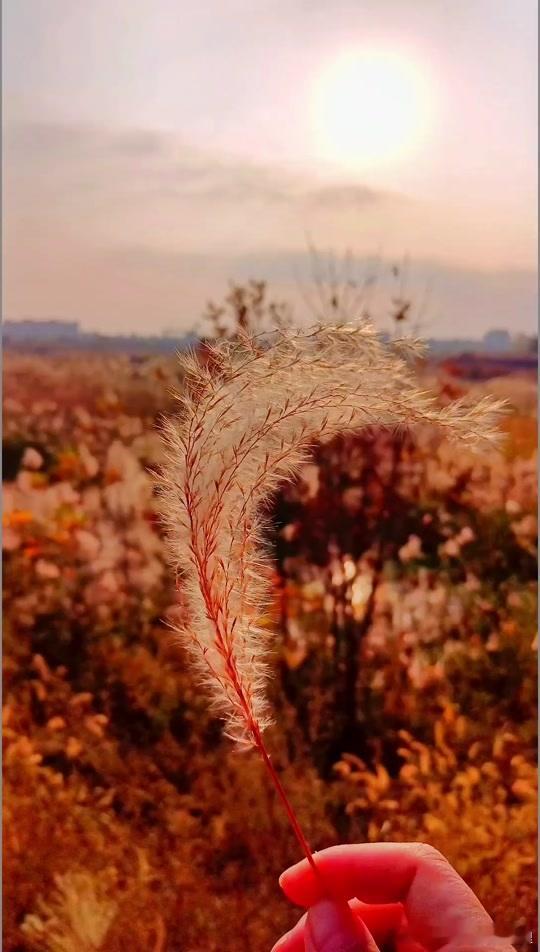 6月属狗人在2026年的农历6月份会面临家宅运势方面的困扰，与家中的长辈会因为三