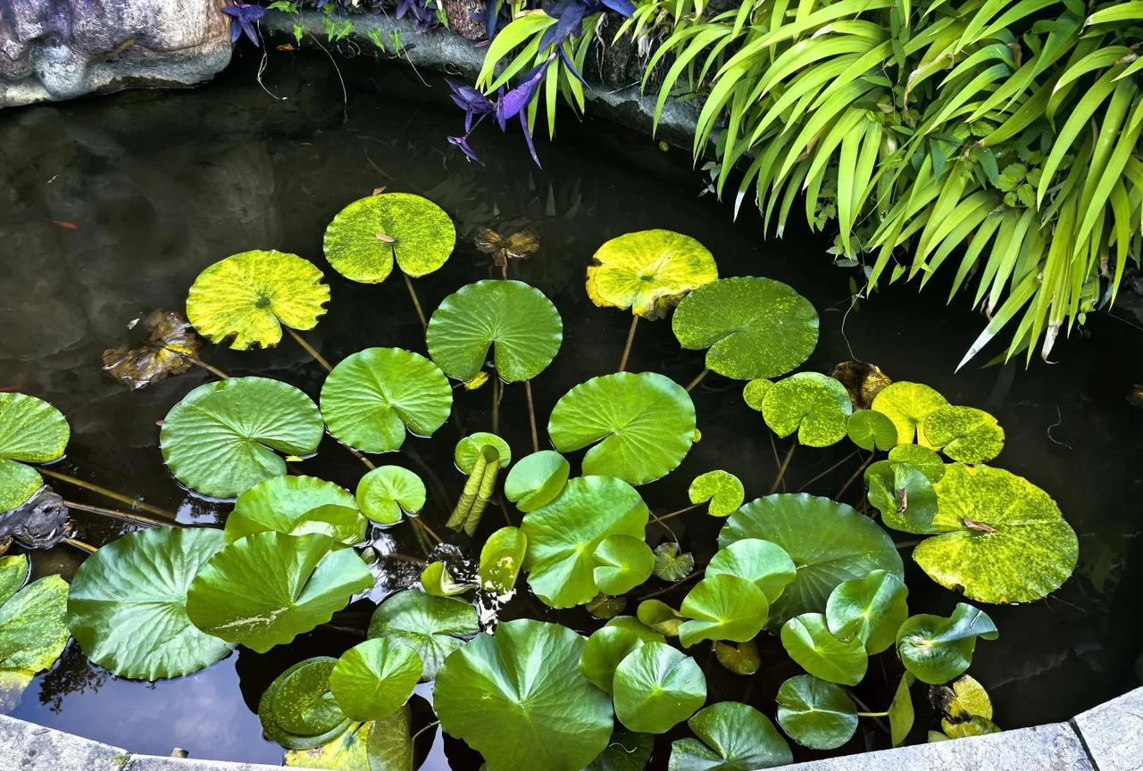 这种水面植物，你那土话叫什么？