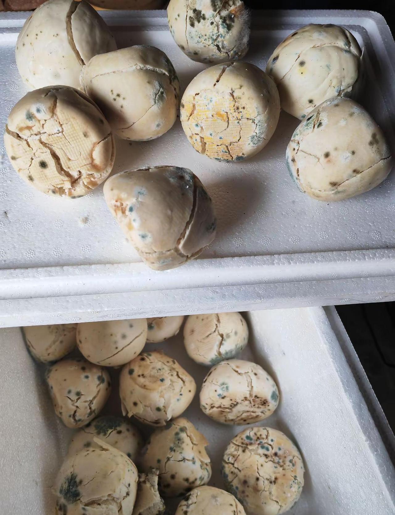 这馒头怕不是成精了？趁我不注意，偷偷搞起了“苔藓艺术”😂😂😂