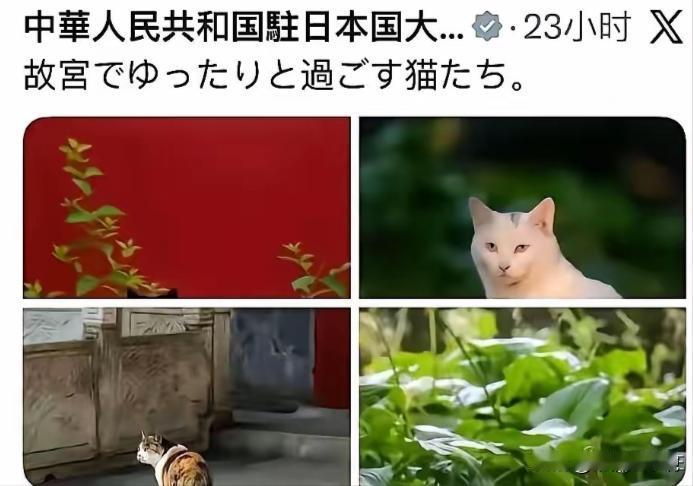 官方玩起梗来，真的没有网民们什么事了！中国驻日本大使馆抛出一张图，引得众多网友