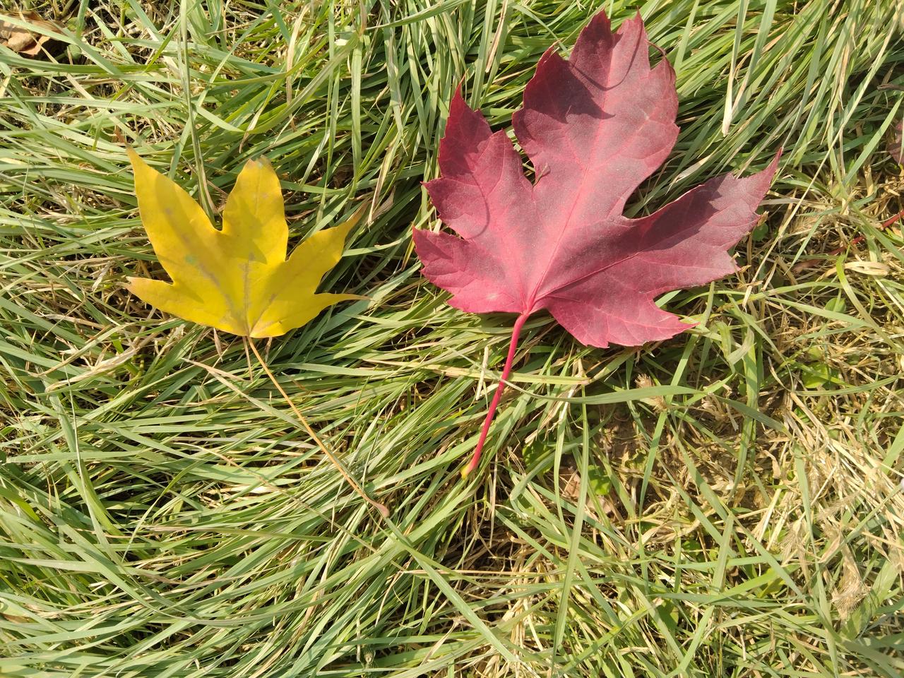 找有背景的老婆，男人日子不好过啊！有人认为律师出轨小三，也许是因为老婆家族