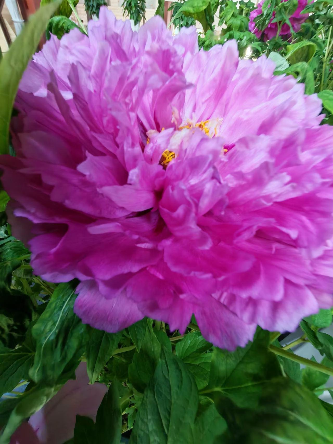 在涩涩寒冷的冬天，有牡丹陪伴简直是一种别样的浪漫。在冬天逛温室花